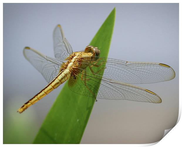 Beautiful Dragonfly from Vietnam Print by Simon Marlow