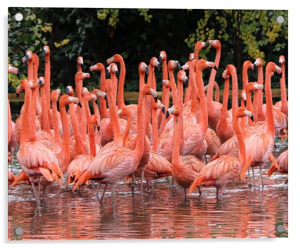 A Flamboyance of Flamingos Acrylic by Simon Marlow
