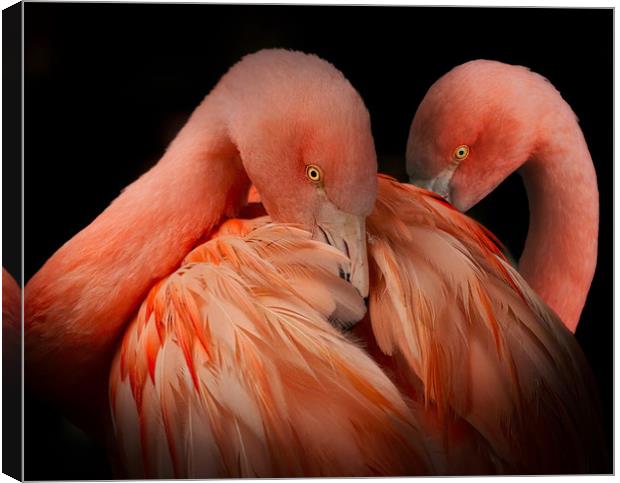 A pair of Flamingos against a dark background Canvas Print by Simon Marlow