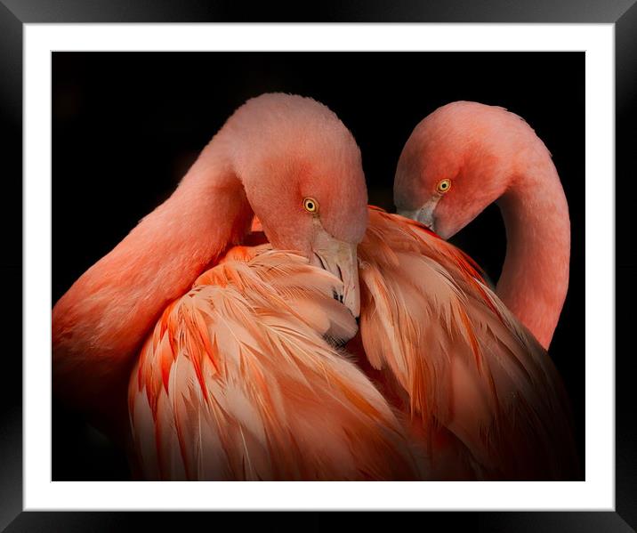 A pair of Flamingos against a dark background Framed Mounted Print by Simon Marlow