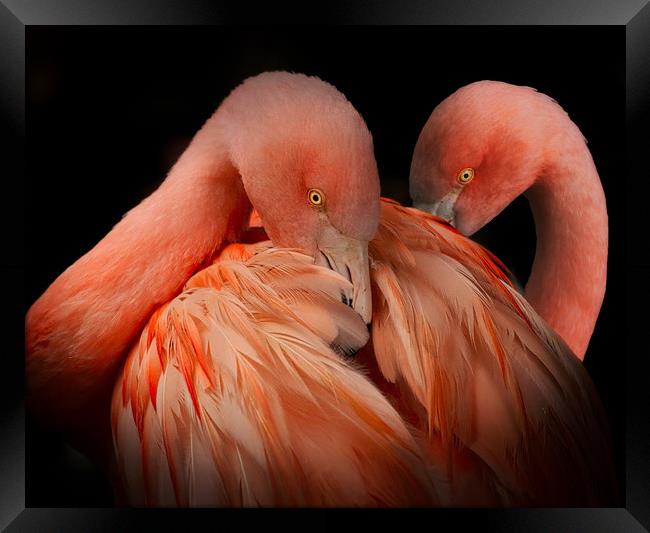 A pair of Flamingos against a dark background Framed Print by Simon Marlow