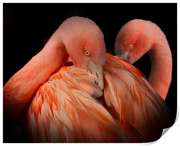 A pair of Flamingos against a dark background Print by Simon Marlow