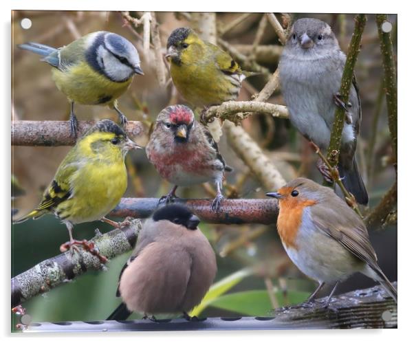 Symphony of British Garden Birds Acrylic by Simon Marlow