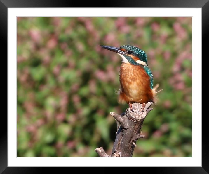 The Beautiful European Kingfisher Framed Mounted Print by Simon Marlow