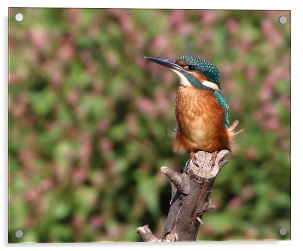 The Beautiful European Kingfisher Acrylic by Simon Marlow
