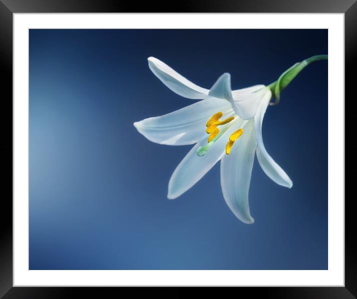 Single Lily against a striking background Framed Mounted Print by Simon Marlow