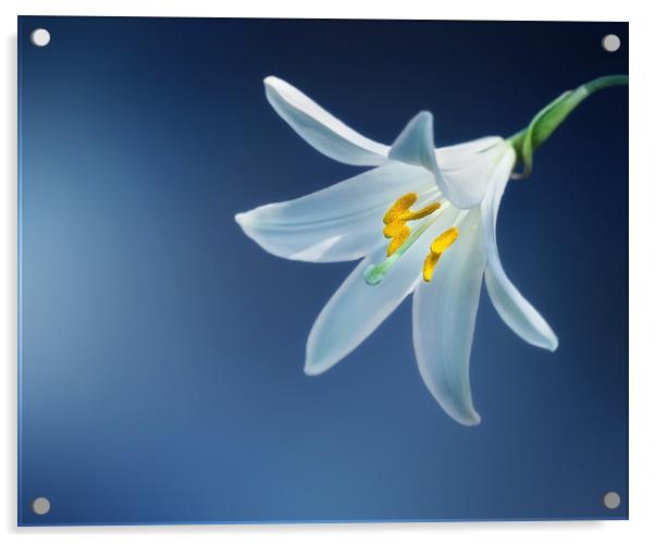 Single Lily against a striking background Acrylic by Simon Marlow