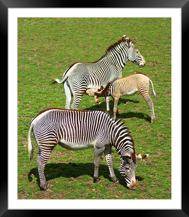 Zebra Family Framed Mounted Print by Gavin Liddle