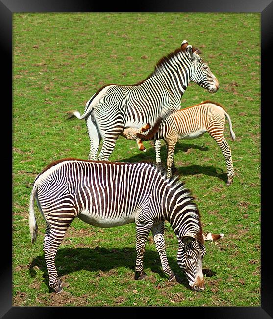 Zebra Family Framed Print by Gavin Liddle