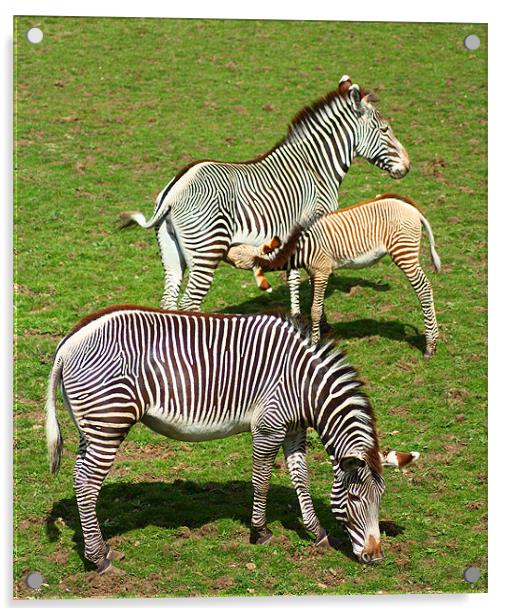 Zebra Family Acrylic by Gavin Liddle