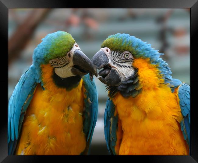 A pair of kissing Macaws Framed Print by Simon Marlow