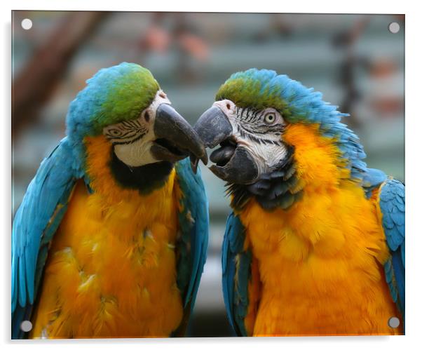 A pair of kissing Macaws Acrylic by Simon Marlow
