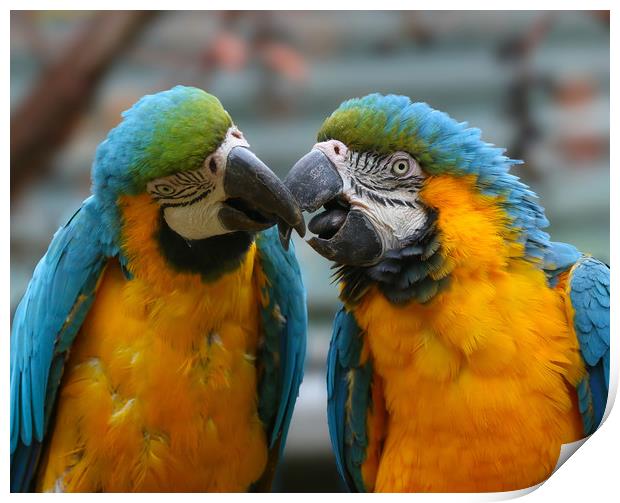 A pair of kissing Macaws Print by Simon Marlow