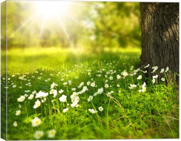 Blissful Spring Meadow Canvas Print by Simon Marlow