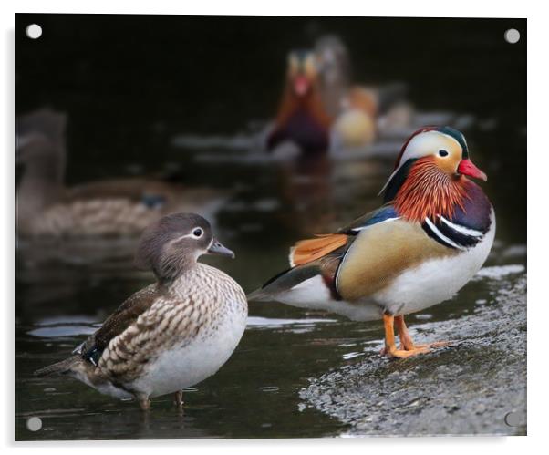 Male and Female Mandarin Ducks Acrylic by Simon Marlow