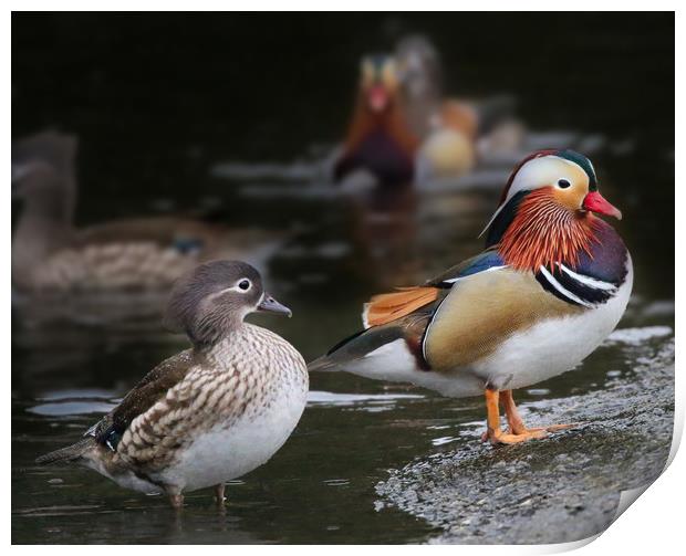Male and Female Mandarin Ducks Print by Simon Marlow
