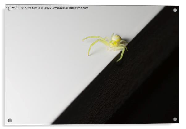 Balancing on the sharp edge, a tiny yellow SPIDER Acrylic by Rhys Leonard