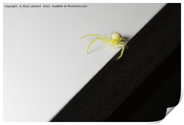 Balancing on the sharp edge, a tiny yellow SPIDER Print by Rhys Leonard