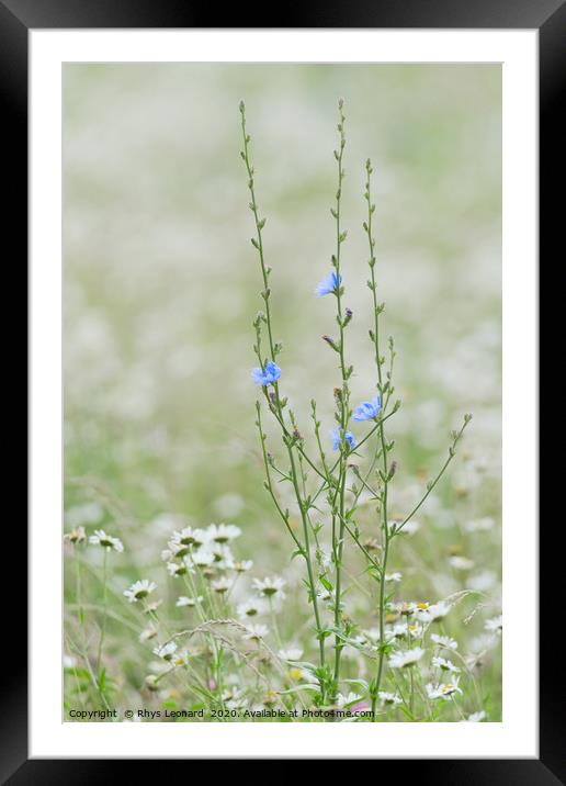 Portrait of a tall blue wild flower chicory Framed Mounted Print by Rhys Leonard