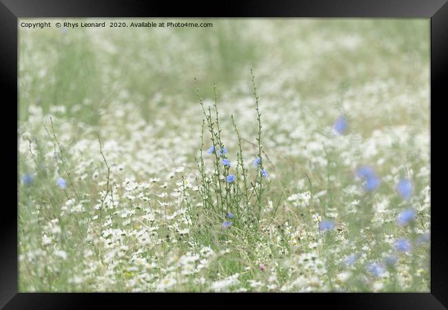 Blue patch of wild chicory flower in a meadow Framed Print by Rhys Leonard