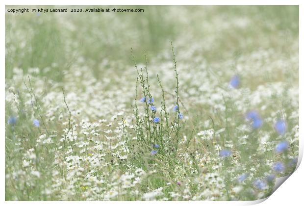 Blue patch of wild chicory flower in a meadow Print by Rhys Leonard