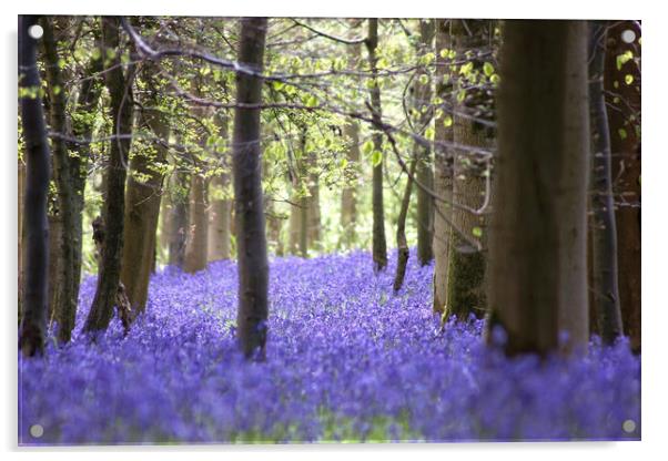 Queen's Wood Bluebells Cheltenham Acrylic by Susan Snow