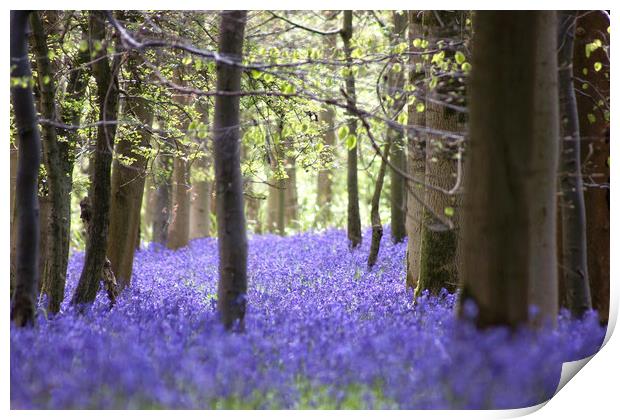 Queen's Wood Bluebells Cheltenham Print by Susan Snow