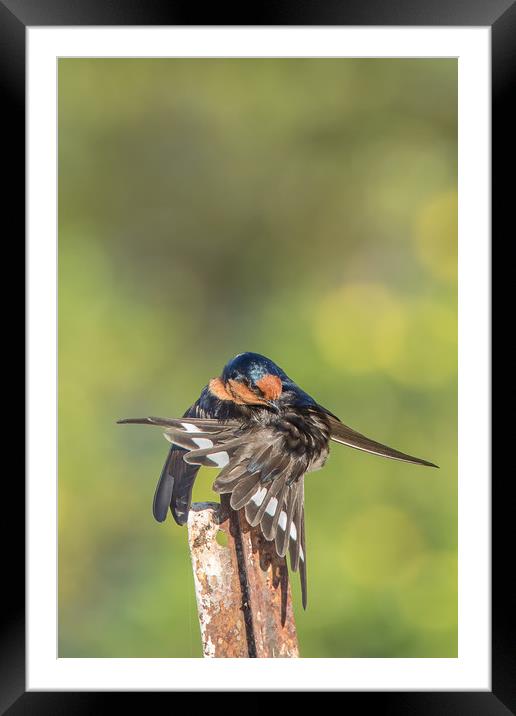 Swallow Stretching Framed Mounted Print by Pete Evans