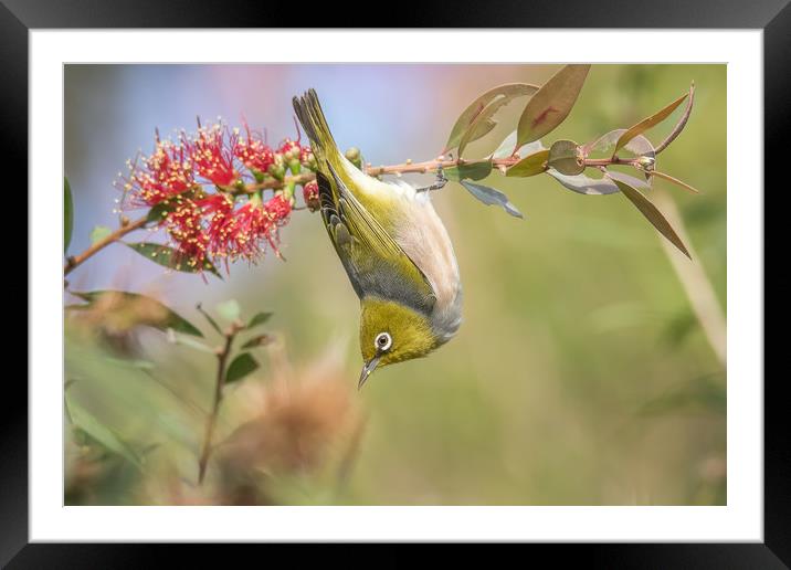 Silvereye Bird Framed Mounted Print by Pete Evans