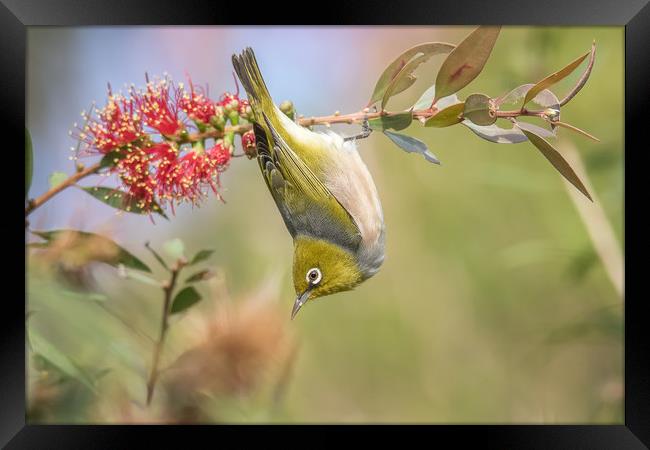 Silvereye Bird Framed Print by Pete Evans