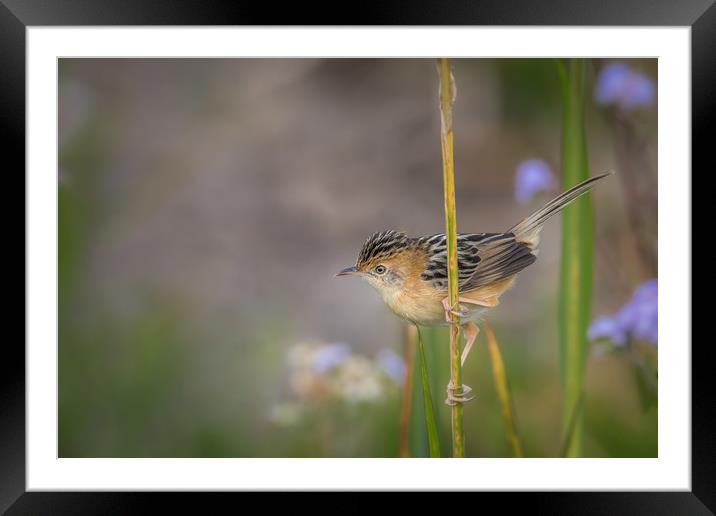 Golden-headed Cisticola Framed Mounted Print by Pete Evans