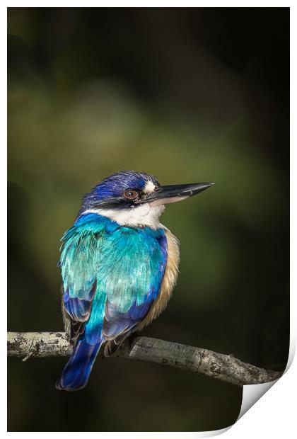 The Forest Kingfisher Print by Pete Evans