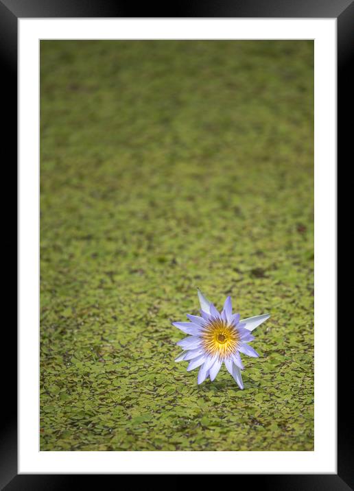 Lily in a pond  Framed Mounted Print by Pete Evans