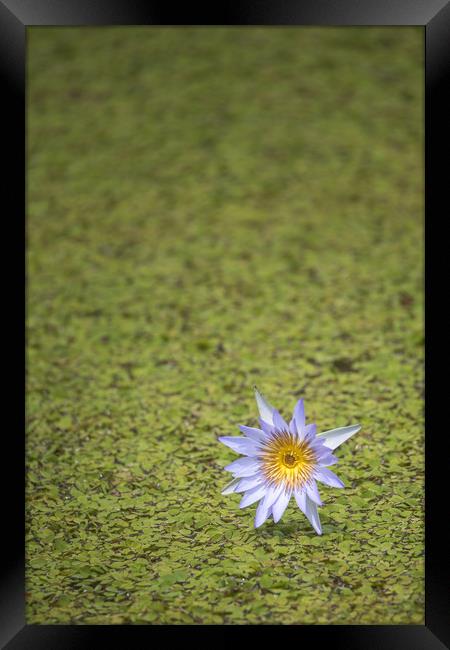 Lily in a pond  Framed Print by Pete Evans