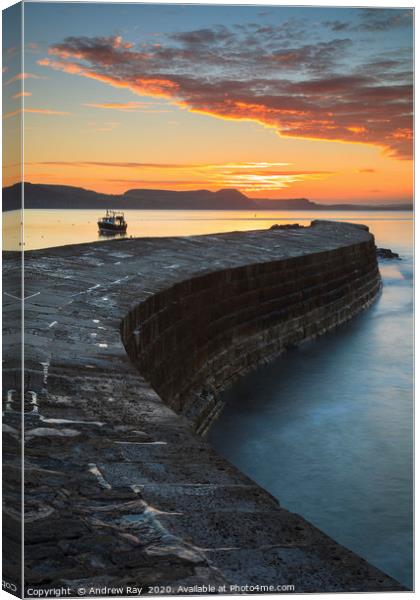 Towards sunrise (The Cobb) Canvas Print by Andrew Ray