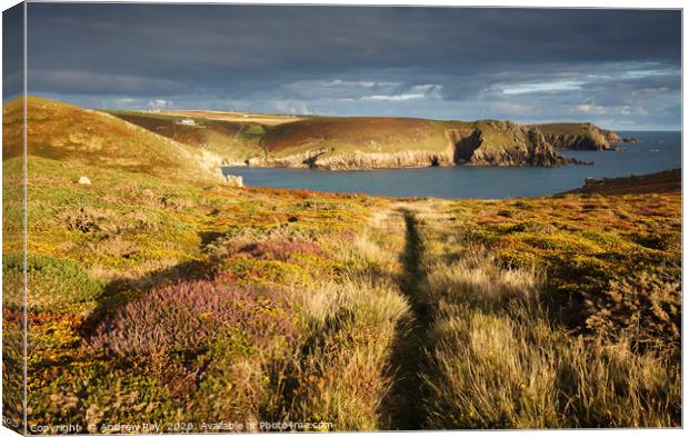 Path through heather and gorse (Nanjizal) Canvas Print by Andrew Ray