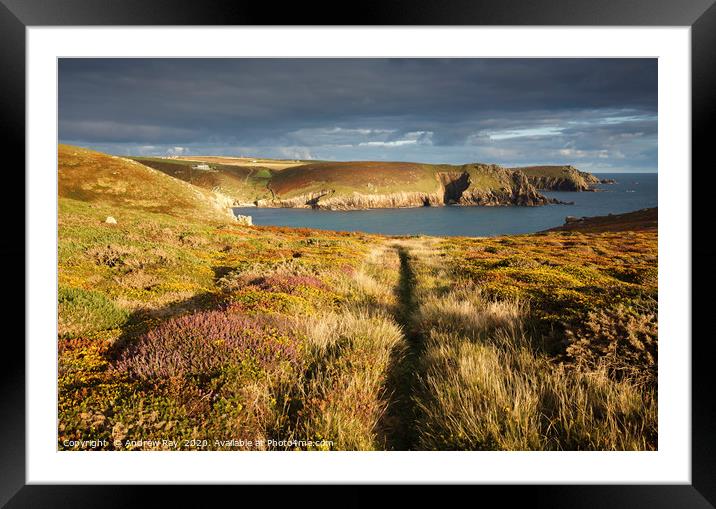 Path through heather and gorse (Nanjizal) Framed Mounted Print by Andrew Ray