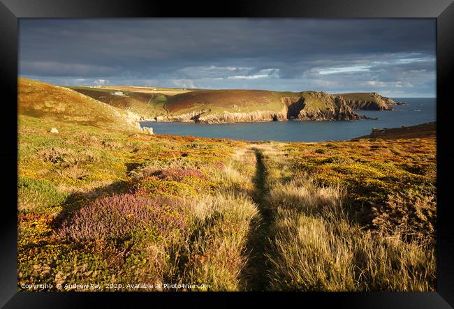 Path through heather and gorse (Nanjizal) Framed Print by Andrew Ray