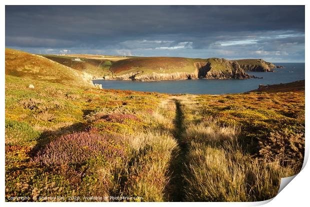 Path through heather and gorse (Nanjizal) Print by Andrew Ray