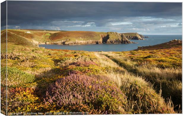 Heather above Nanjizal Cove Canvas Print by Andrew Ray