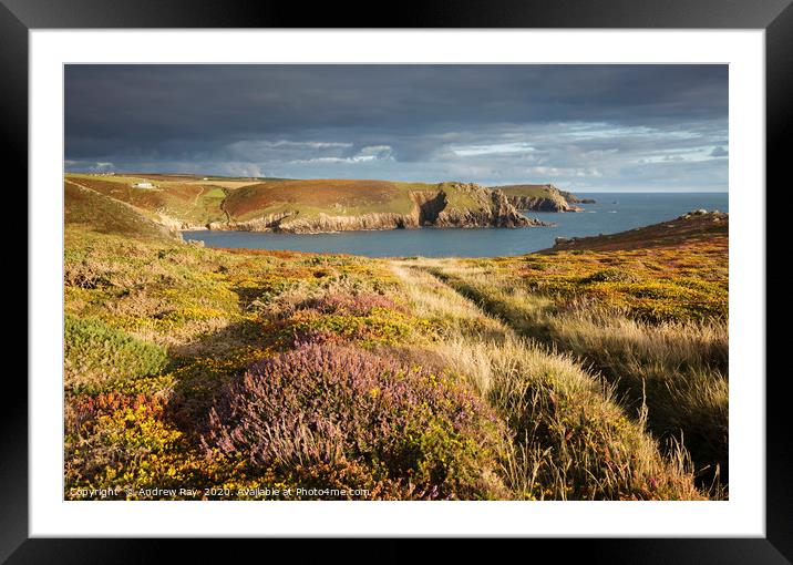Heather above Nanjizal Cove Framed Mounted Print by Andrew Ray