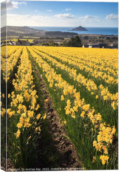 Rows of daffodils (St Michael's Mount) Canvas Print by Andrew Ray