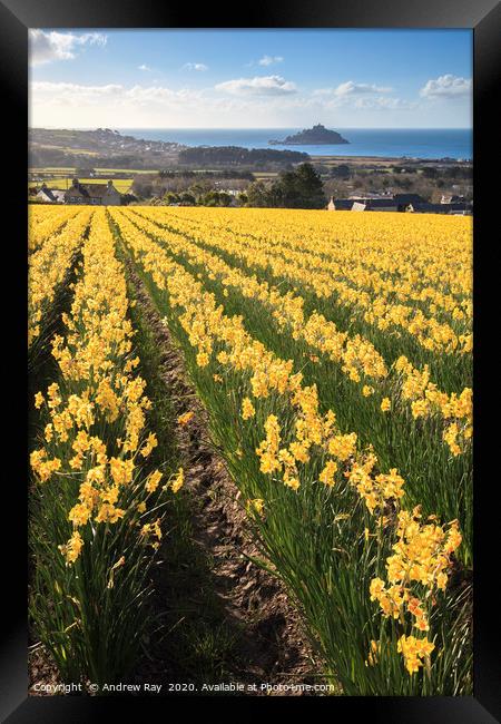 Rows of daffodils (St Michael's Mount) Framed Print by Andrew Ray