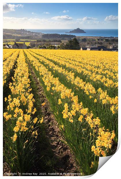 Rows of daffodils (St Michael's Mount) Print by Andrew Ray