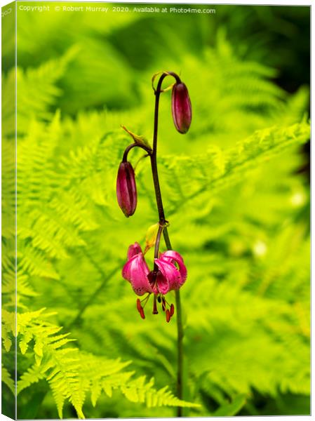 Martagon Lily with Ferns Canvas Print by Robert Murray