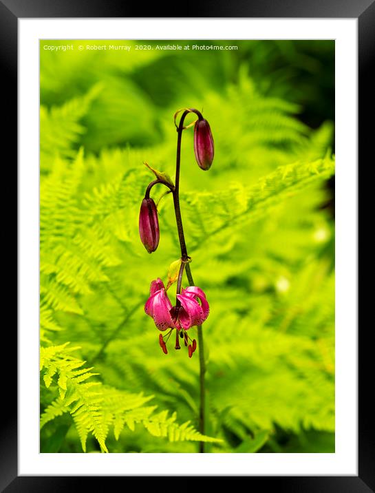 Martagon Lily with Ferns Framed Mounted Print by Robert Murray