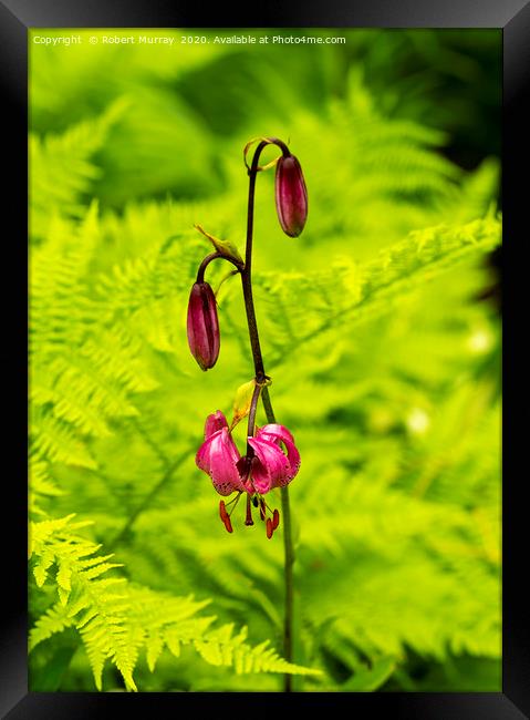 Martagon Lily with Ferns Framed Print by Robert Murray