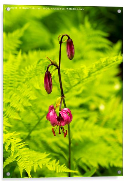 Martagon Lily with Ferns Acrylic by Robert Murray
