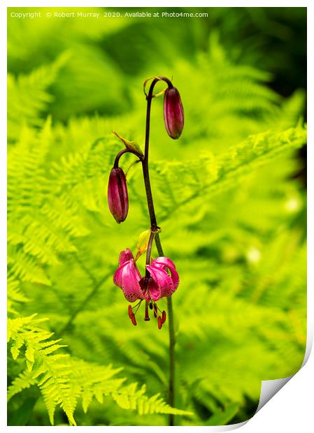Martagon Lily with Ferns Print by Robert Murray