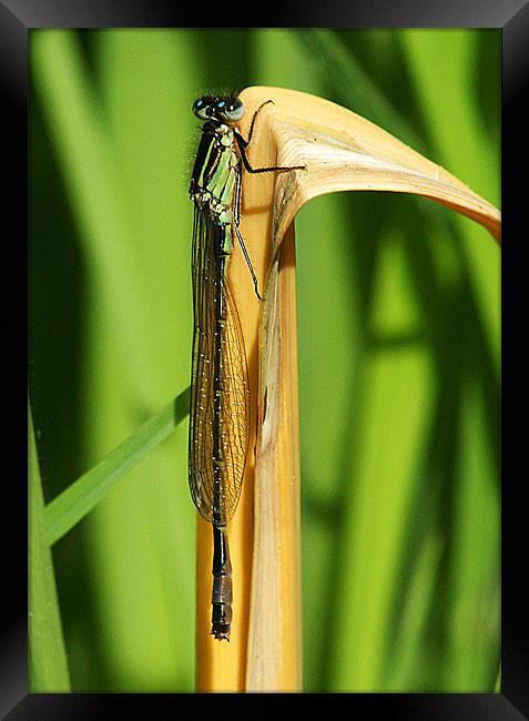 Blue tailed Damselfly Framed Print by Keith Thorburn EFIAP/b